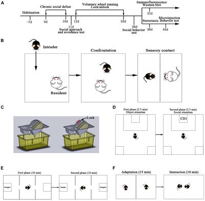 Voluntary Wheel Running Reverses Deficits in Social Behavior Induced by Chronic Social Defeat Stress in Mice: Involvement of the Dopamine System